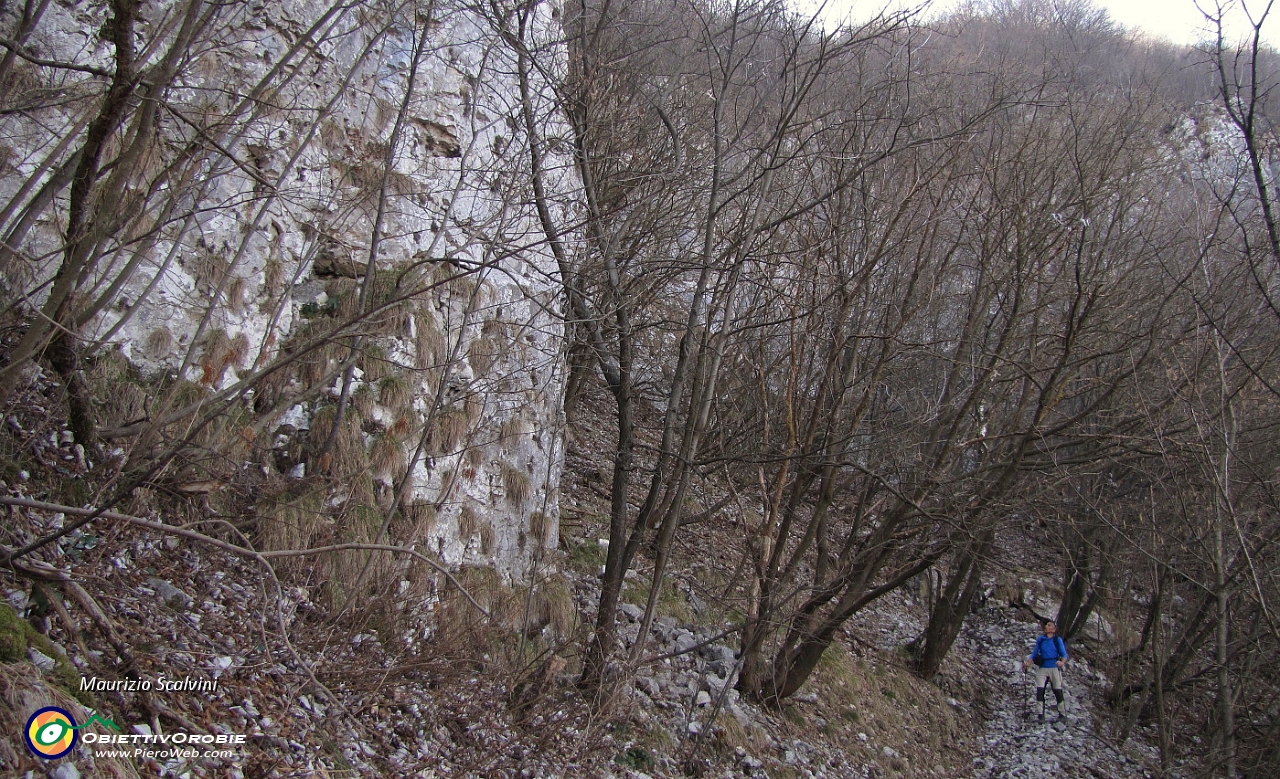 51 Lunga e dolce discesa nel bosco, ai piedi di pareti rocciose....JPG